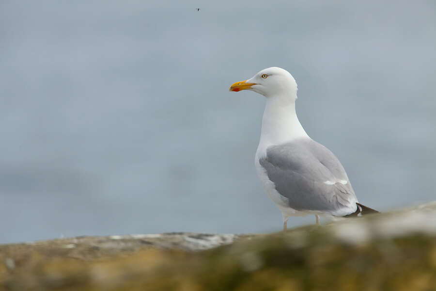 Image of European Herring Gull