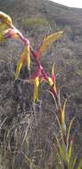 Image of Tillandsia lajensis André