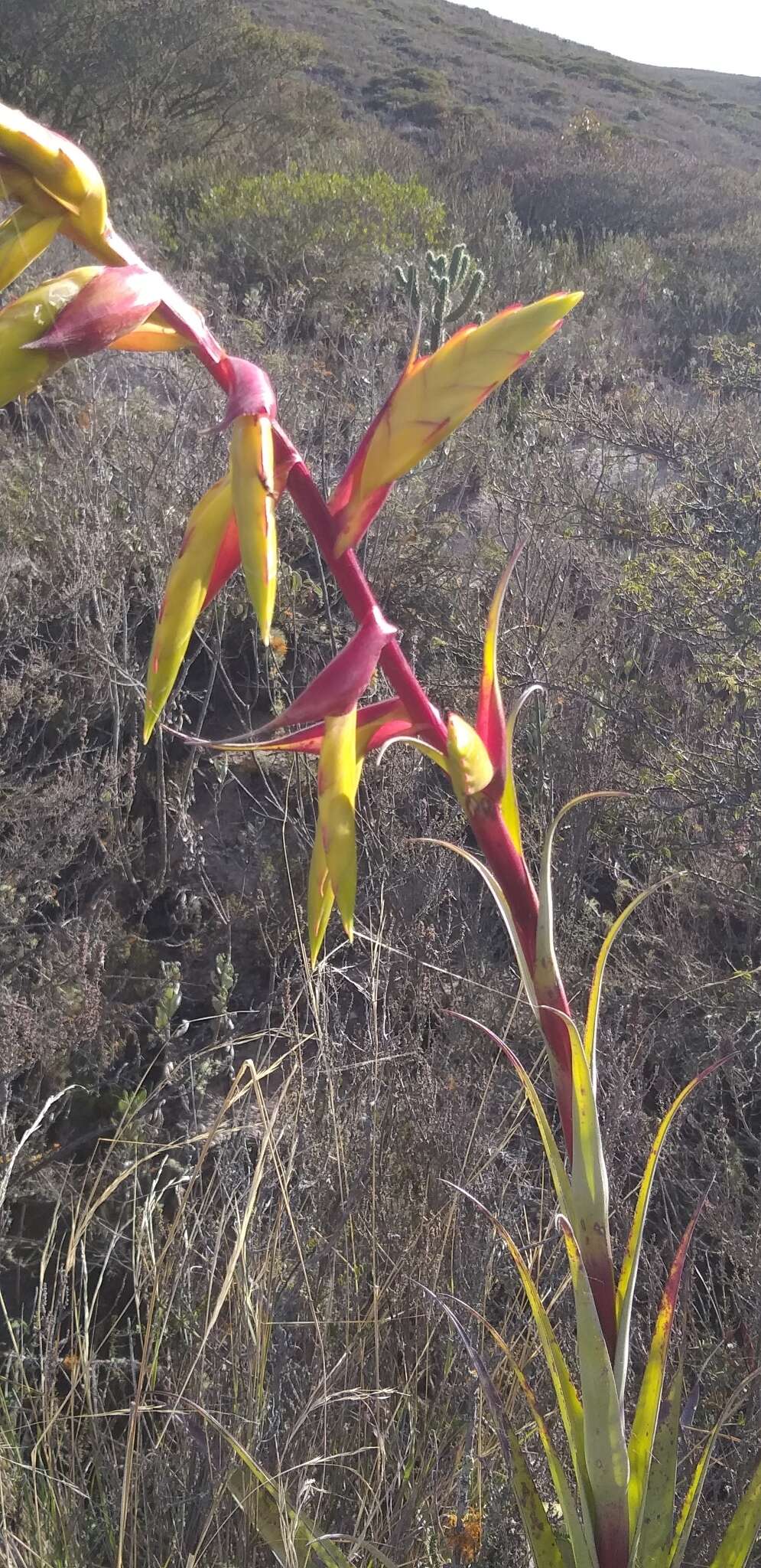 Image of Tillandsia lajensis André