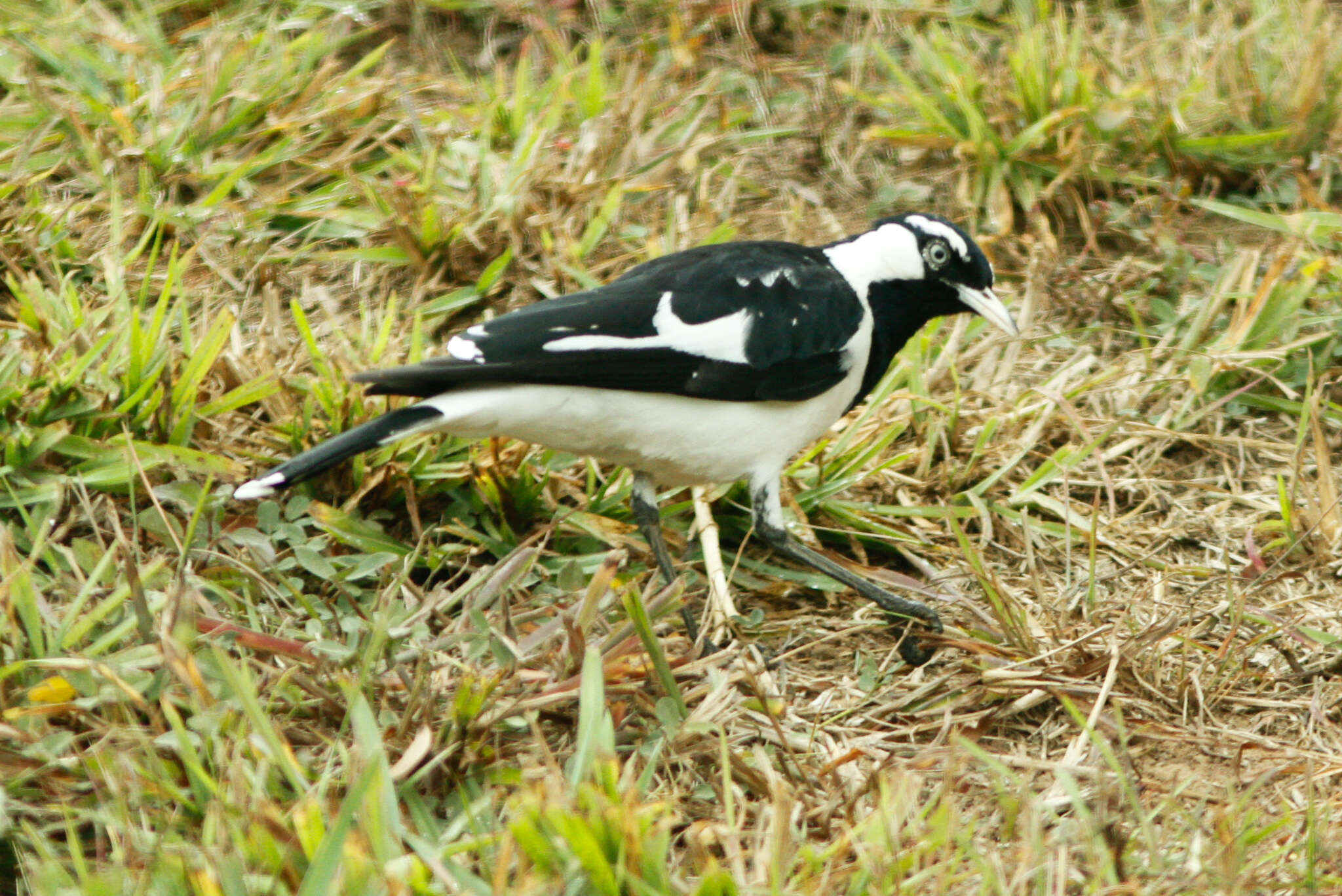 Image of Grallina cyanoleuca cyanoleuca (Latham 1801)