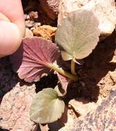 Image of Pelargonium nervifolium Jacq.