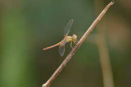 Image of Neurothemis intermedia Rambur 1842