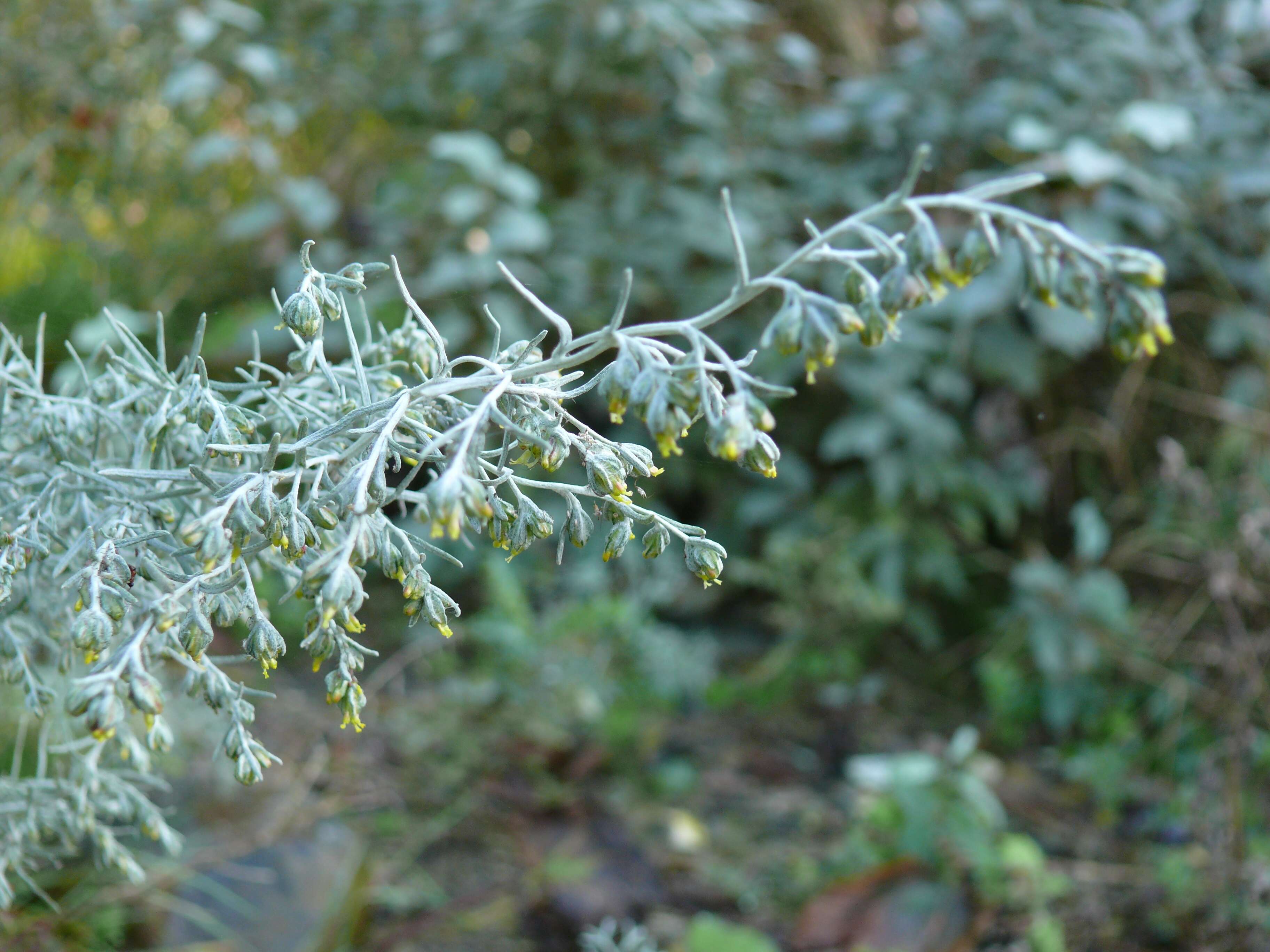 Sivun Artemisia maritima kuva