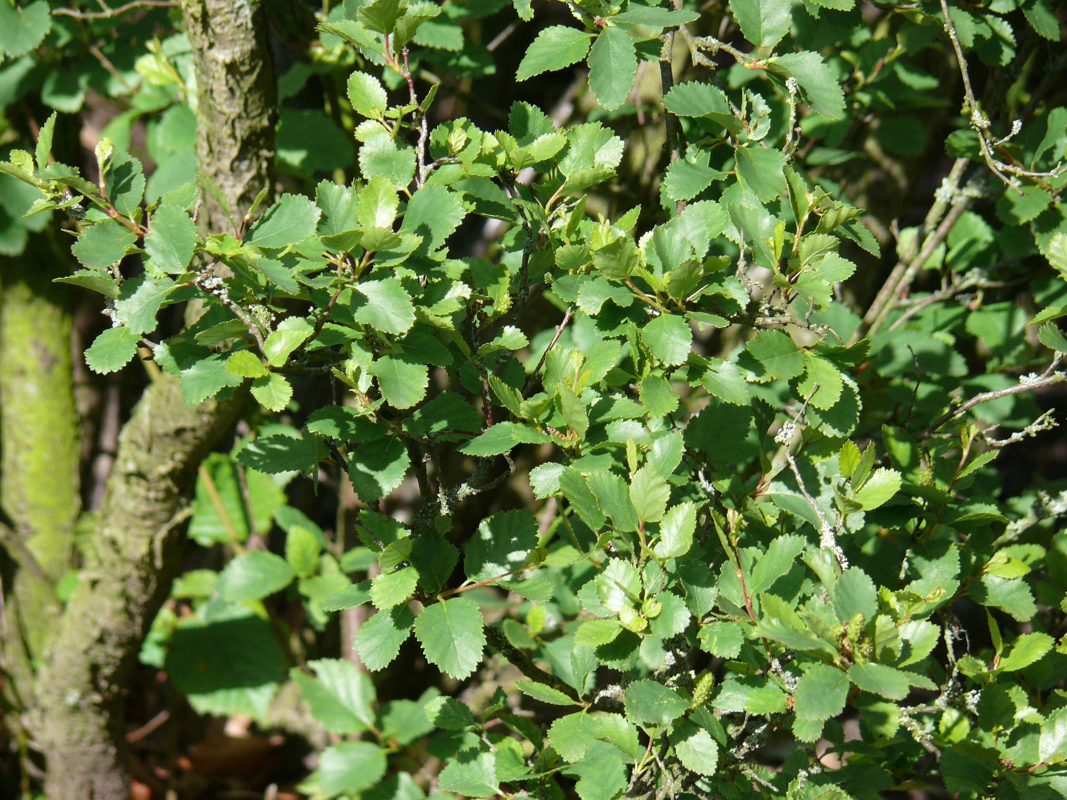 Image of Shrubby Birch