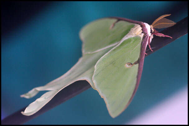 Image of Luna Moth