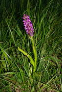 Dactylorhiza incarnata subsp. incarnata resmi