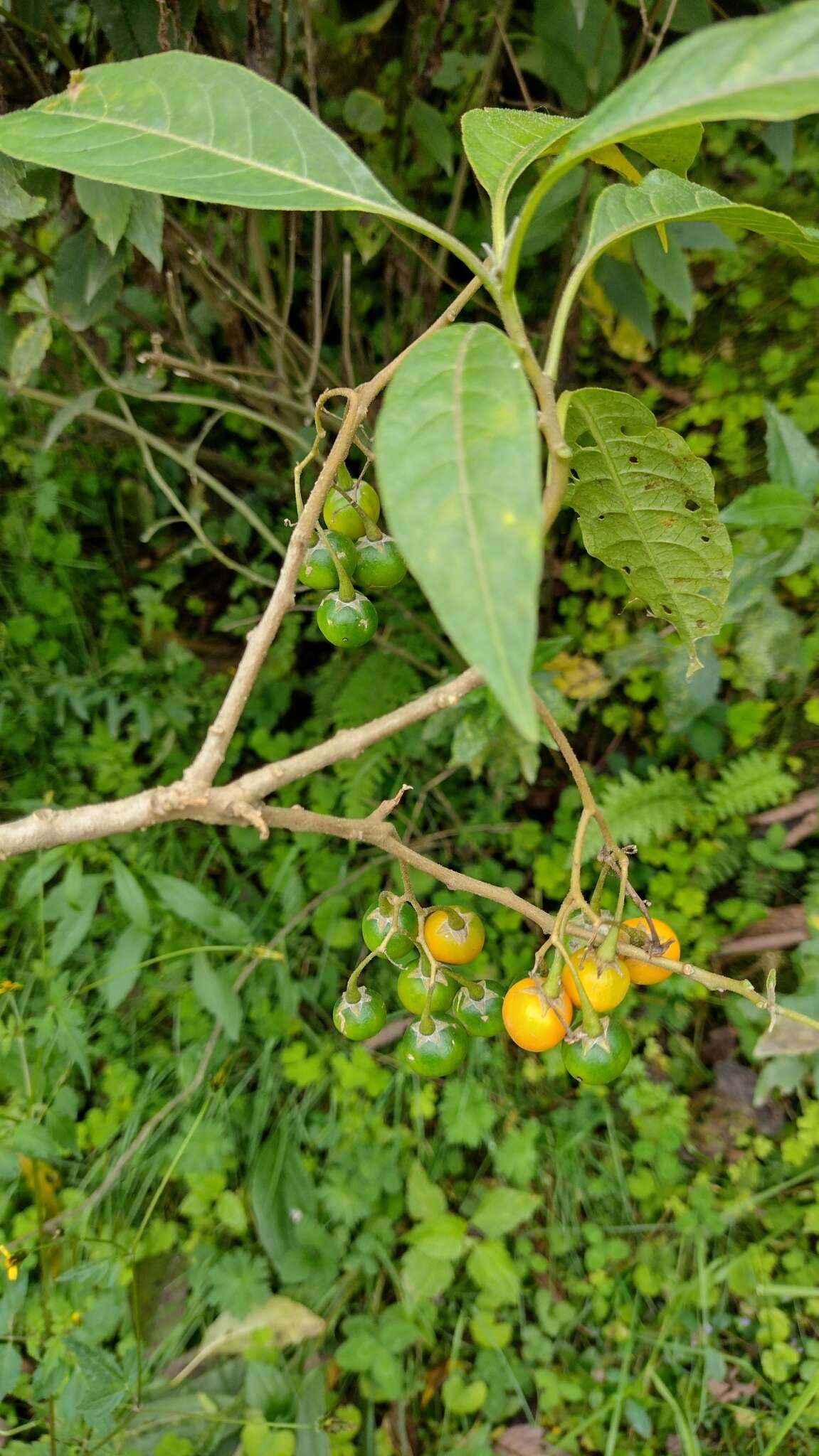 Solanum confusum Morton的圖片