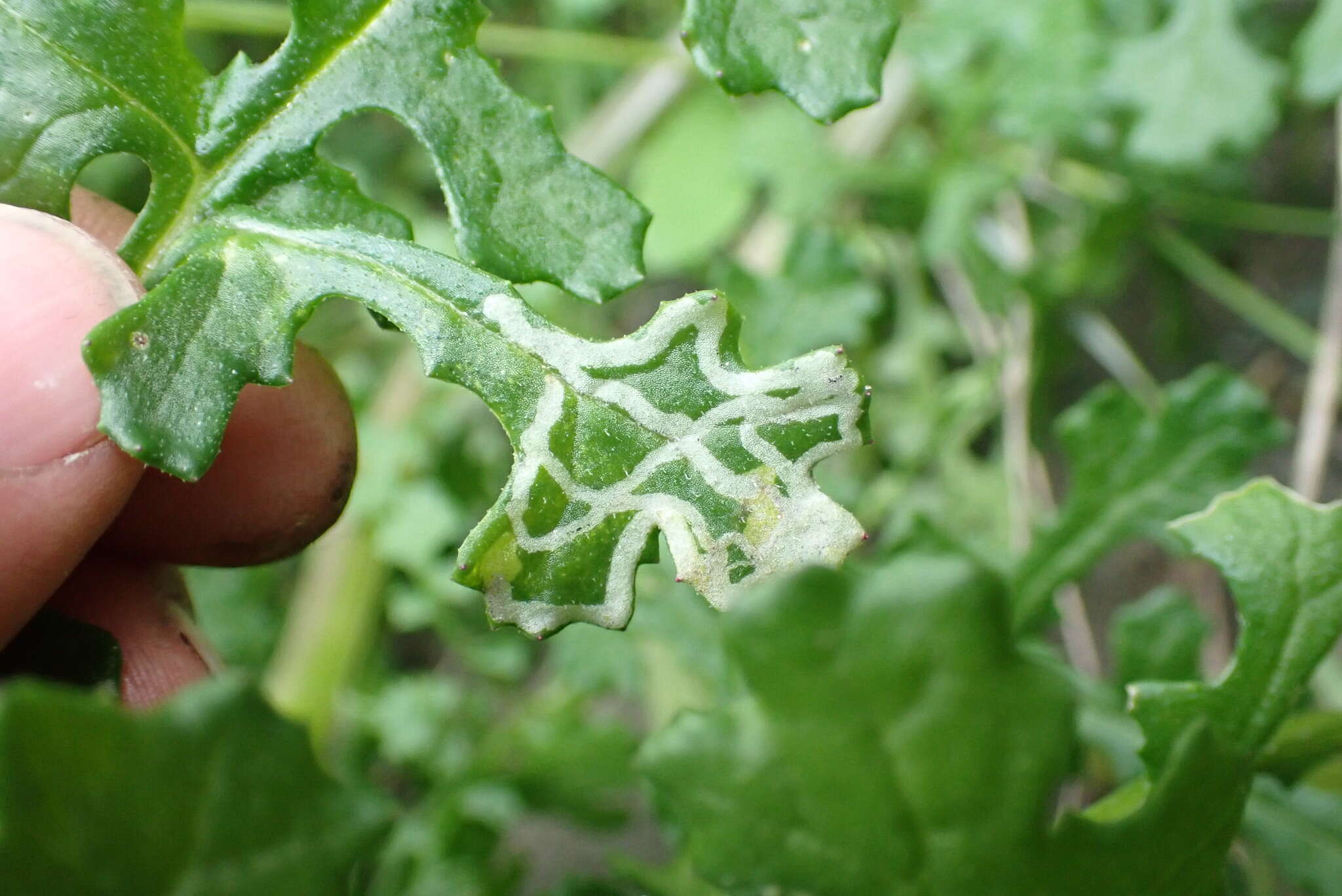 Image of Phytomyza syngenesiae (Hardy 1849)