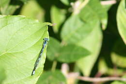 Image of Big Bluet