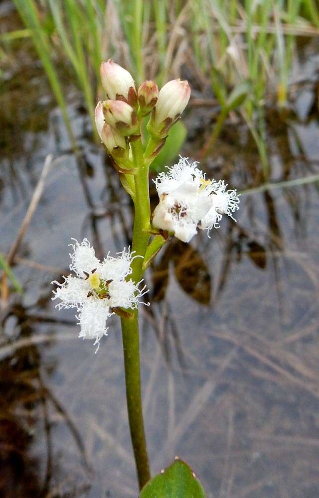 Image of bogbean