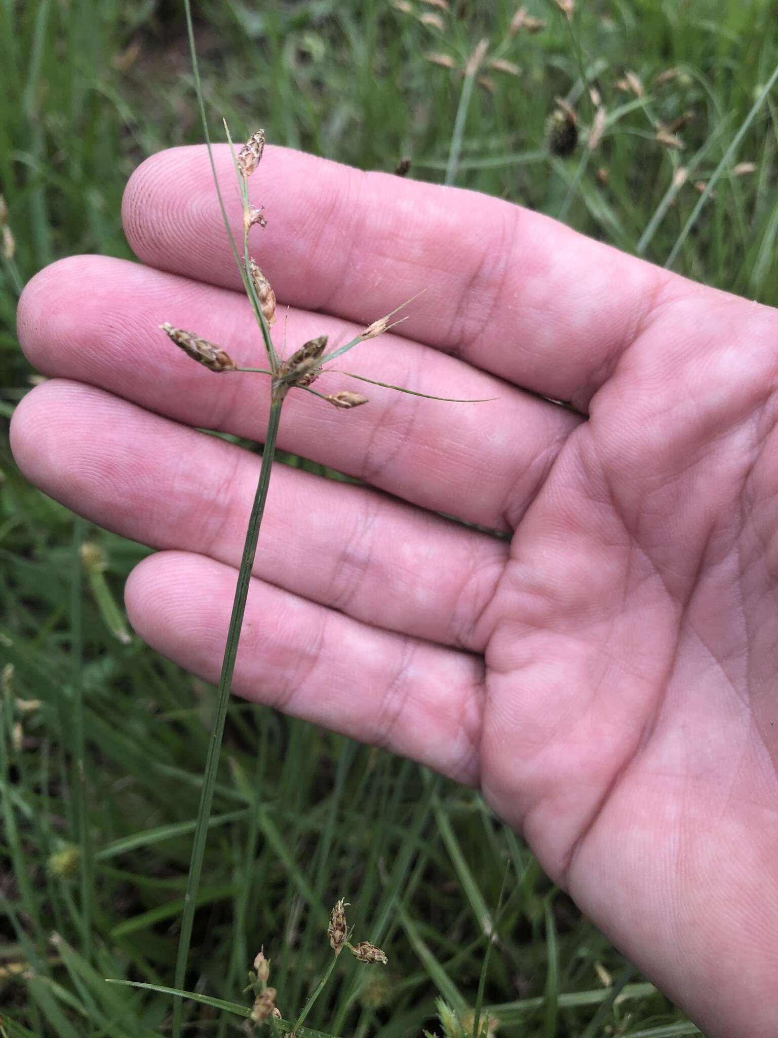 Imagem de Fimbristylis decipiens Kral