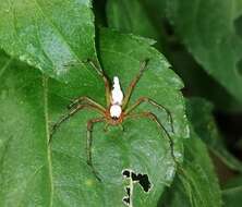 Image of Oxyopes shweta Tikader 1970