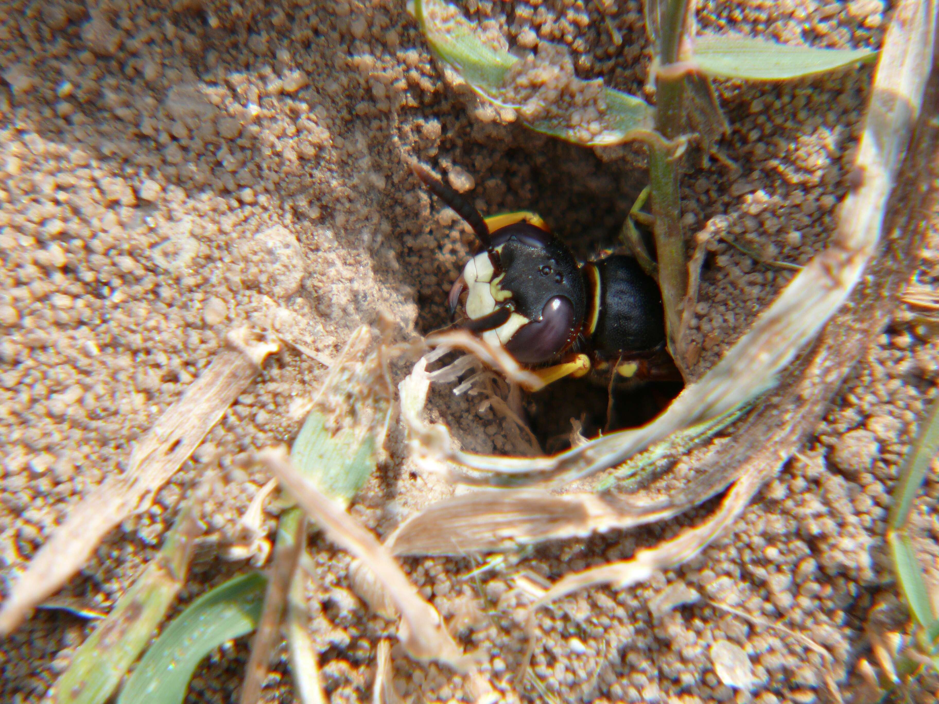 Imagem de Philanthus triangulum (Fabricius 1775)