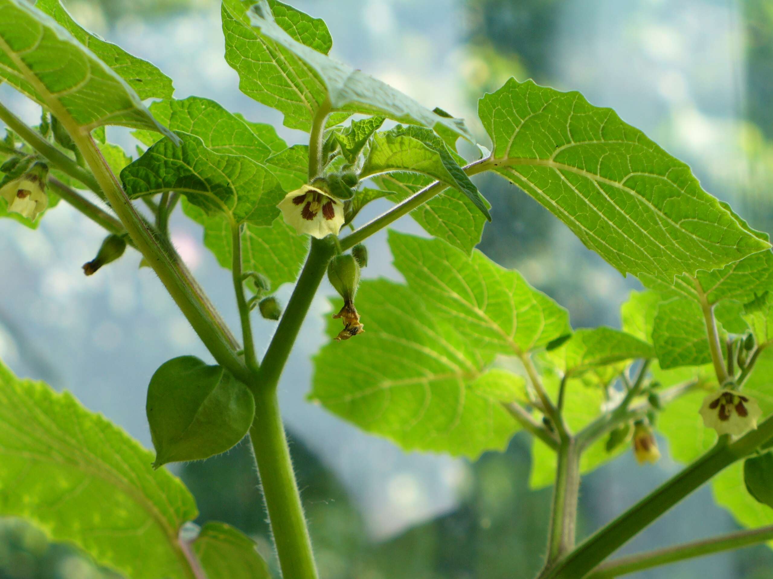 Image de Tomatille