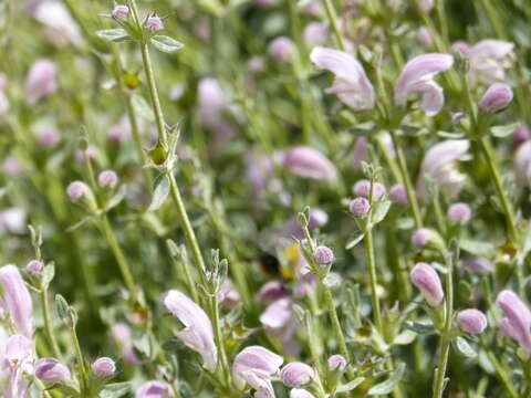 Image of Eriophyton tibeticum (Vatke) Ryding