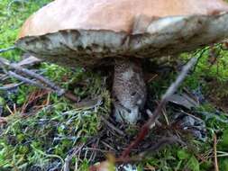 Image of Leccinum vulpinum Watling 1961