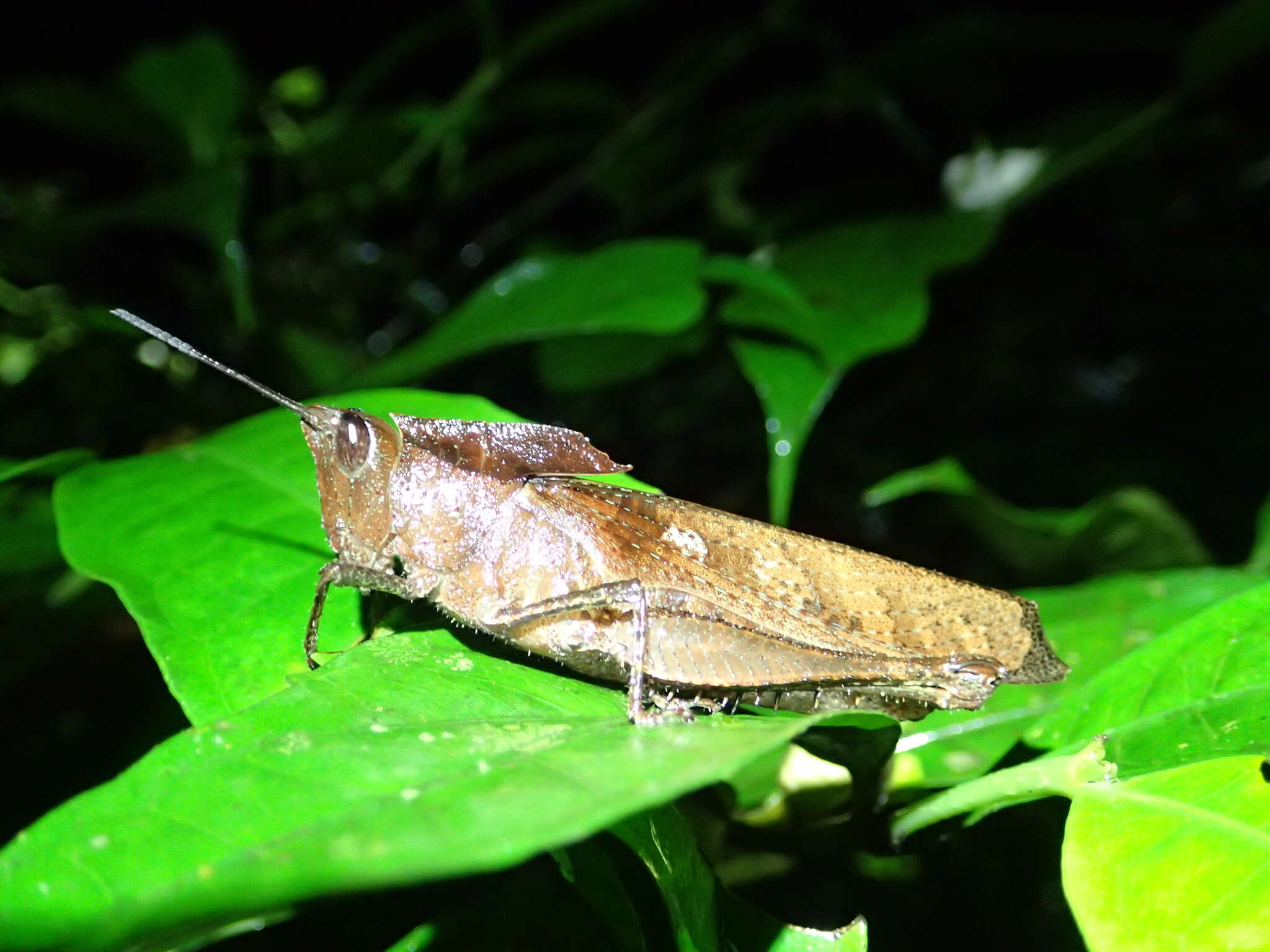 Image of Colpolopha obsoleta (Serville 1831)