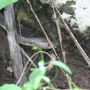 Image of Indonesian Cobra