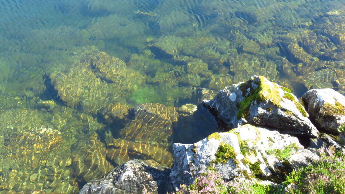 Image of narrowleaf water-starwort