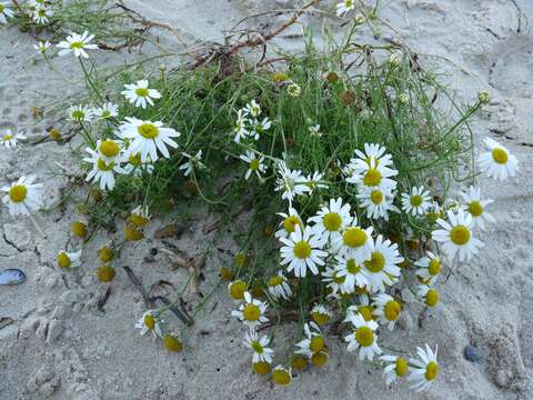 صورة Tripleurospermum maritimum (L.) Koch