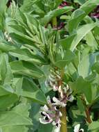 Image of Broad Bean