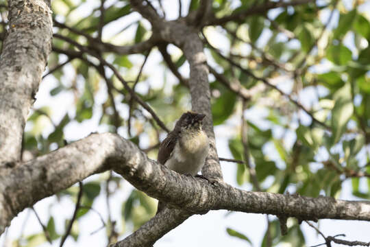 Image of Greater Honeyguide