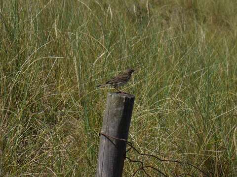 Imagem de Anthus pratensis (Linnaeus 1758)