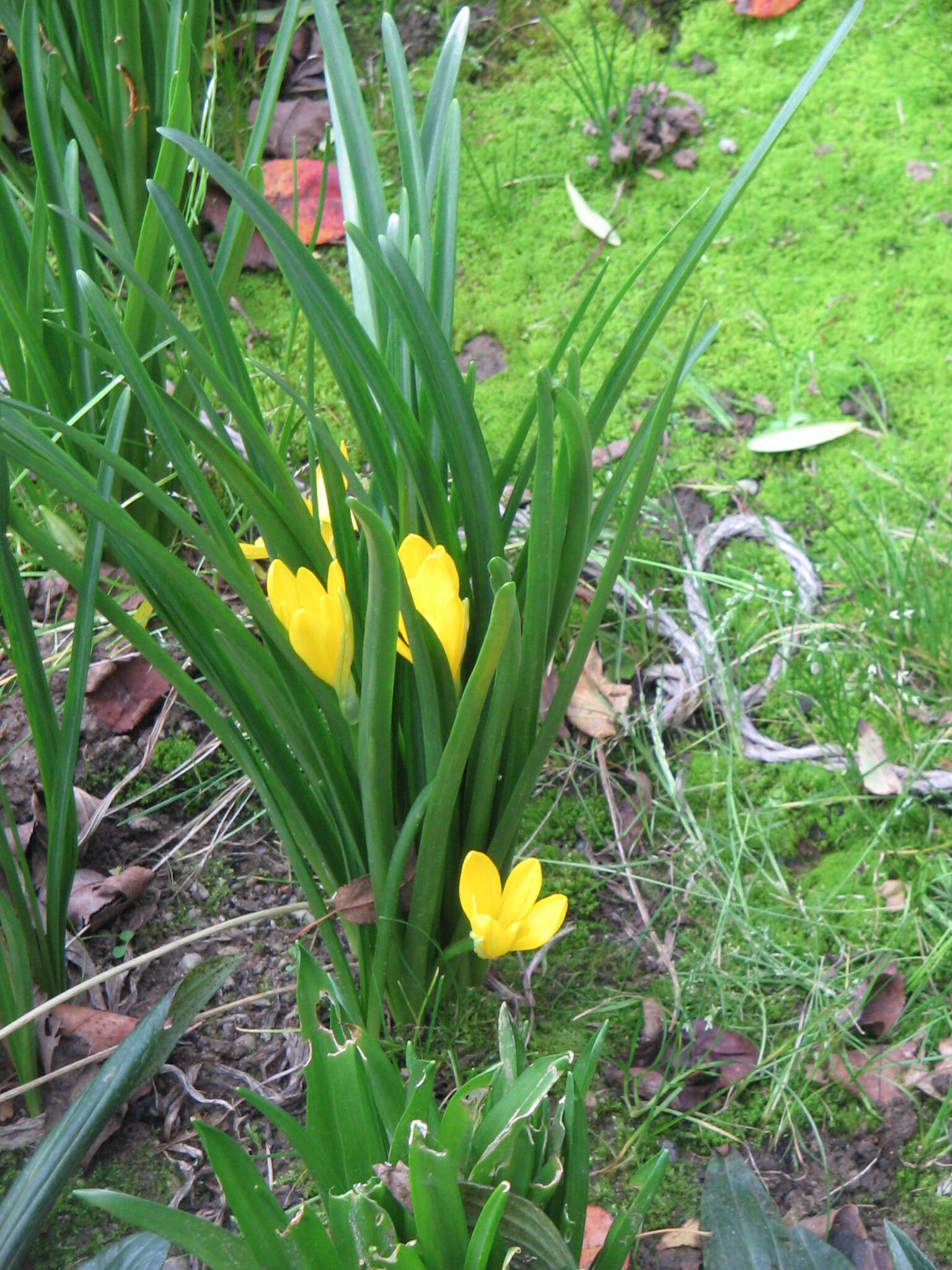 Image of winter daffodil