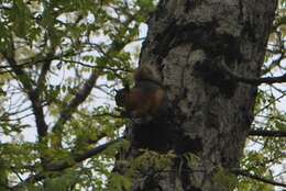 Image de Sciurus subgen. Tenes Thomas 1909