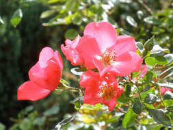 Image of French rose