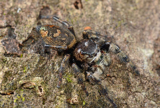 Phidippus otiosus (Hentz 1846)的圖片