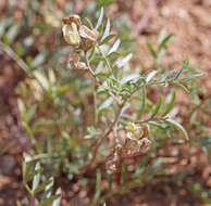 Sivun Astragalus humistratus var. humivagans (Rydb.) Barneby kuva