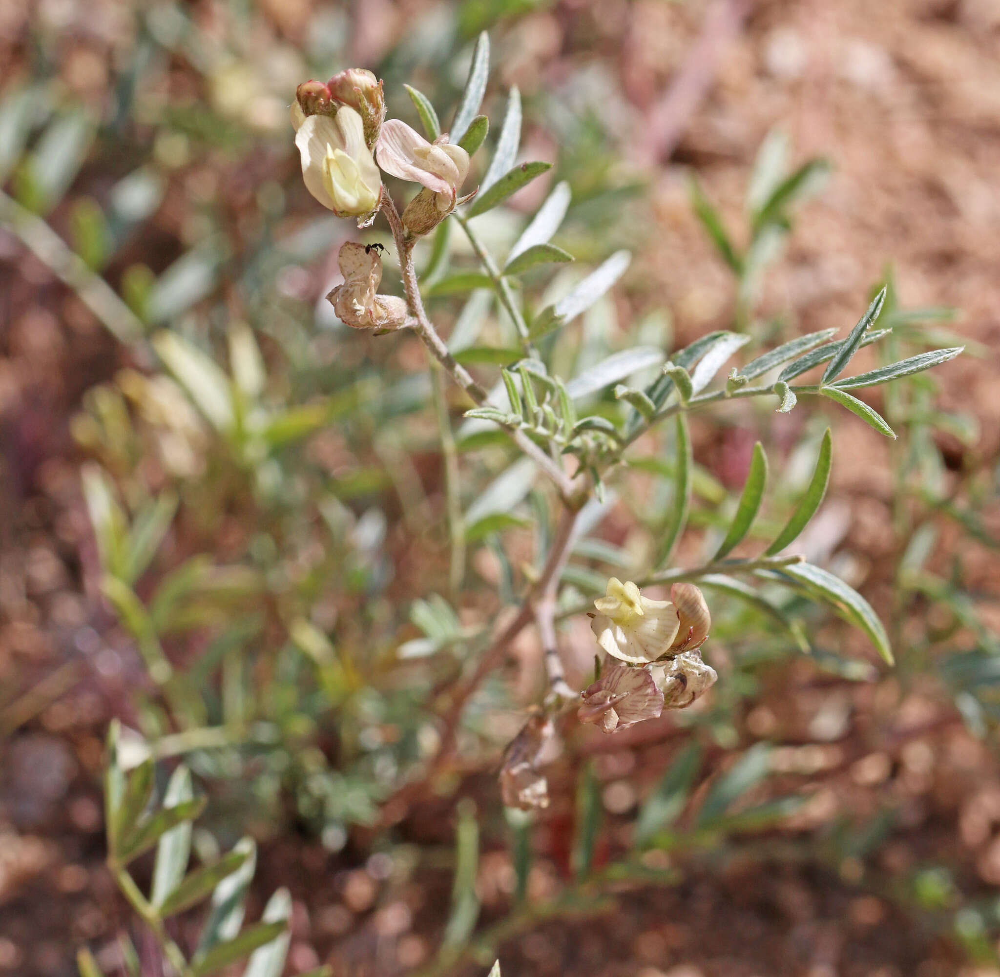 Sivun Astragalus humistratus var. humivagans (Rydb.) Barneby kuva