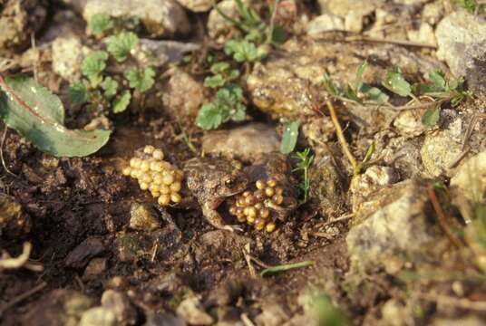 Image of Iberian Midwife Toad