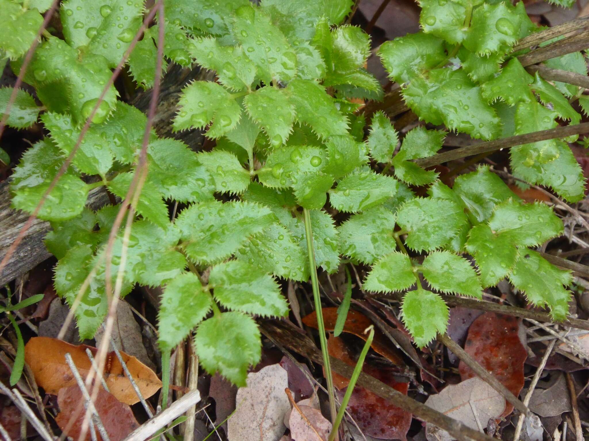 Image of southern umbrellawort