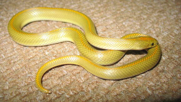 Image of Aurora House Snake