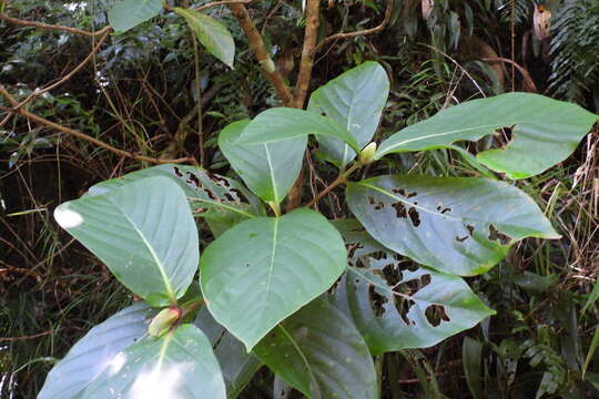 Plancia ëd Neonauclea reticulata (Havil.) Merr.