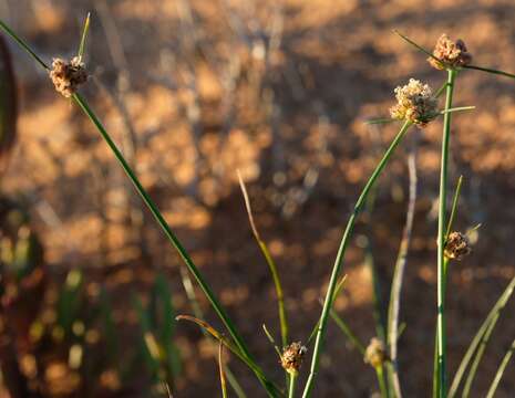 Plancia ëd Ficinia argyropus Nees