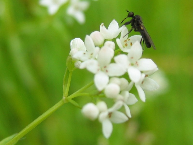 Galium palustre (rights holder: Kristian Peters -- Fabelfroh 08:10, 20 September 2006 (UTC))