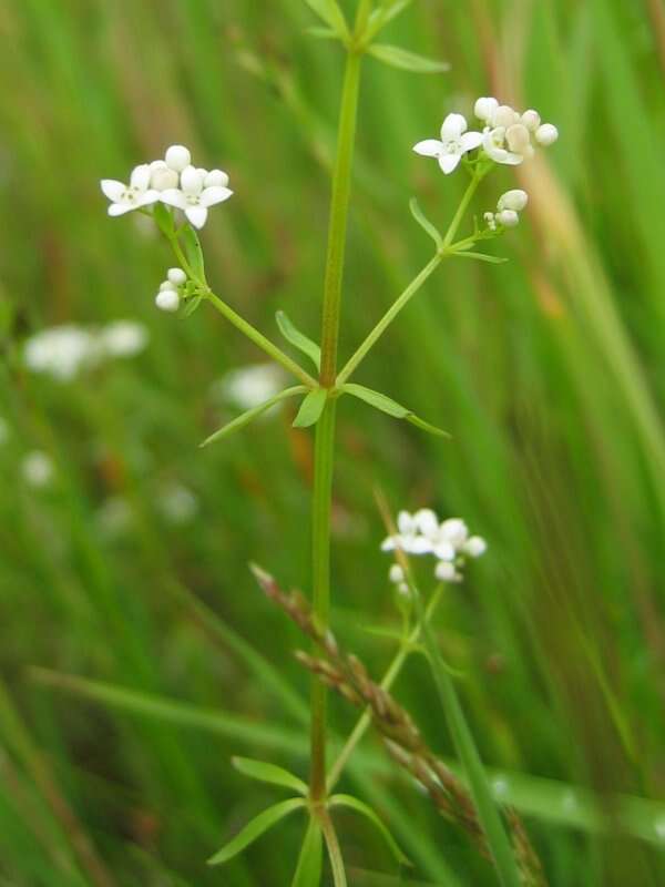 Imagem de Galium palustre L.