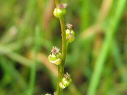 Image of Marsh Arrowgrass