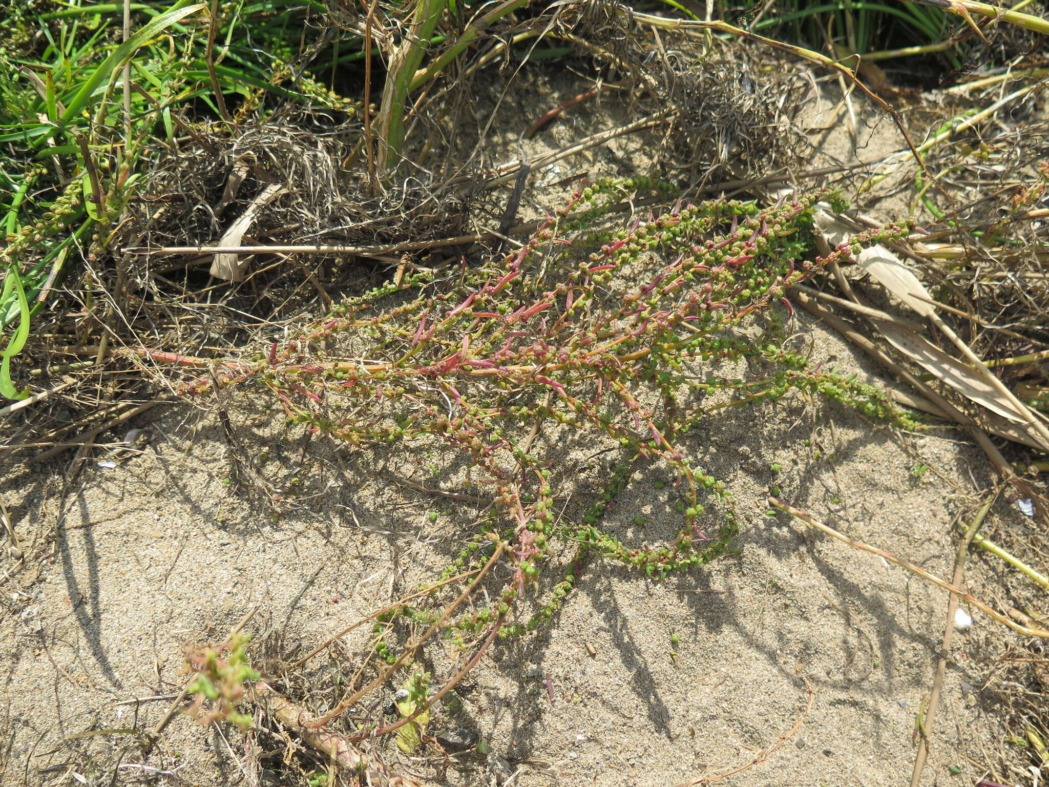 Image of Suaeda salsa (L.) Pall.