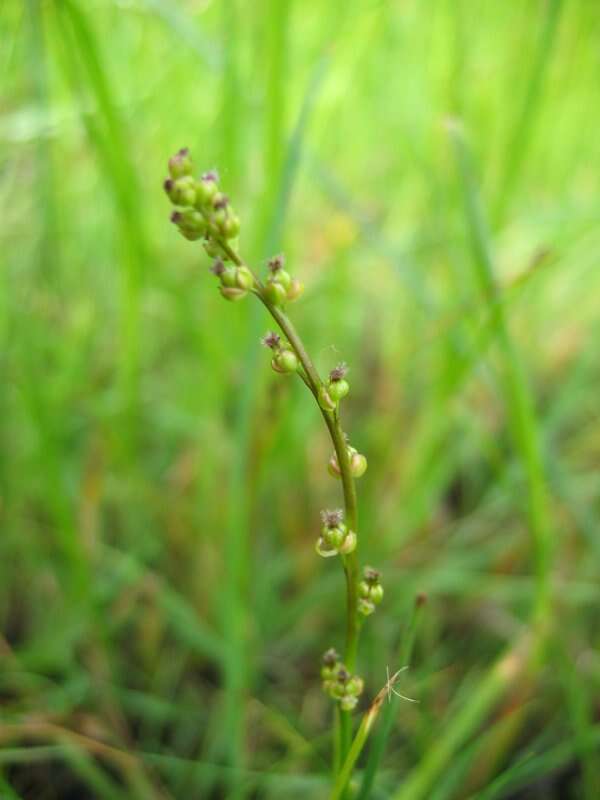 Image of Marsh Arrowgrass