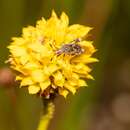 Image of Merocoris (Corynocoris) typhaeus (Fabricius 1798)