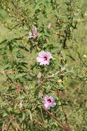 Image of halberdleaf rosemallow