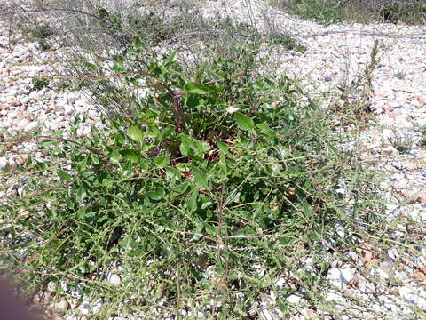 Image of sea beet