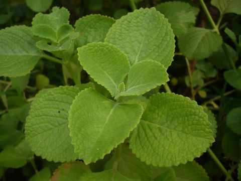 Image of Thick-leaf thyme