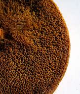 Image of Red-cracking Bolete