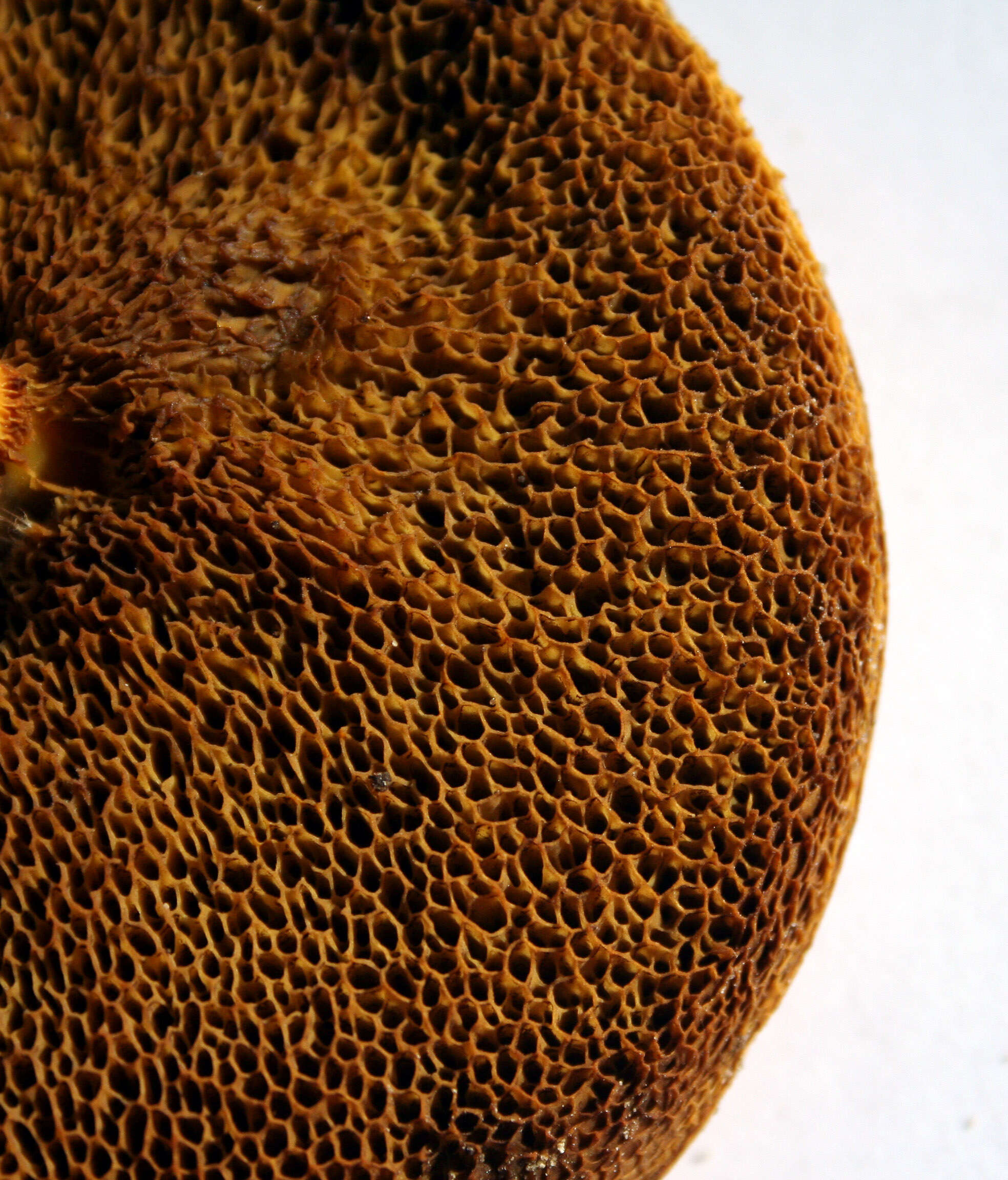 Image of Red-cracking Bolete