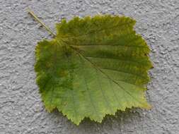 Image of Turkish Hazel